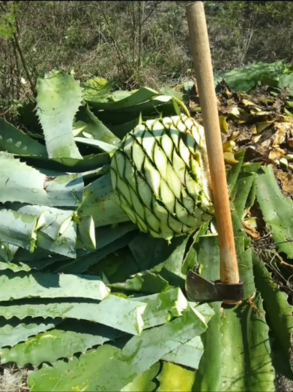 Corazón de agave con coa