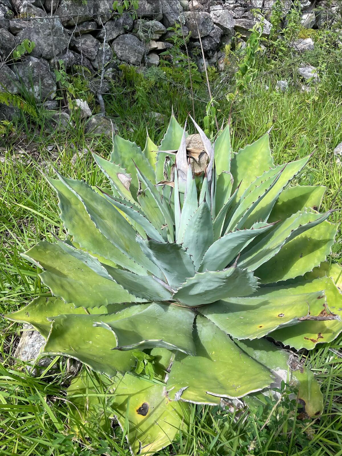 Maguey silvestre entre piedras