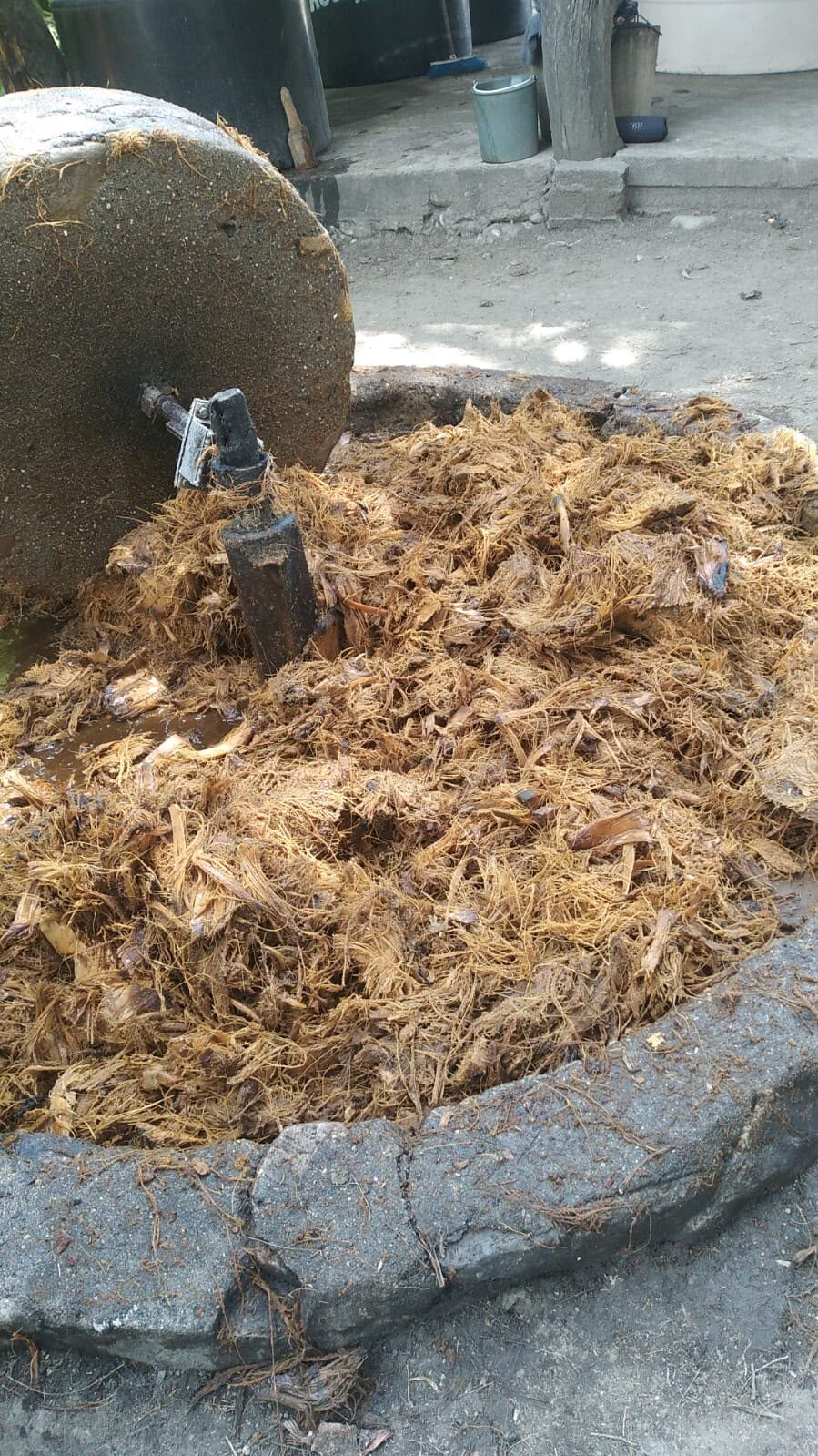 Molino con bagazo de agave