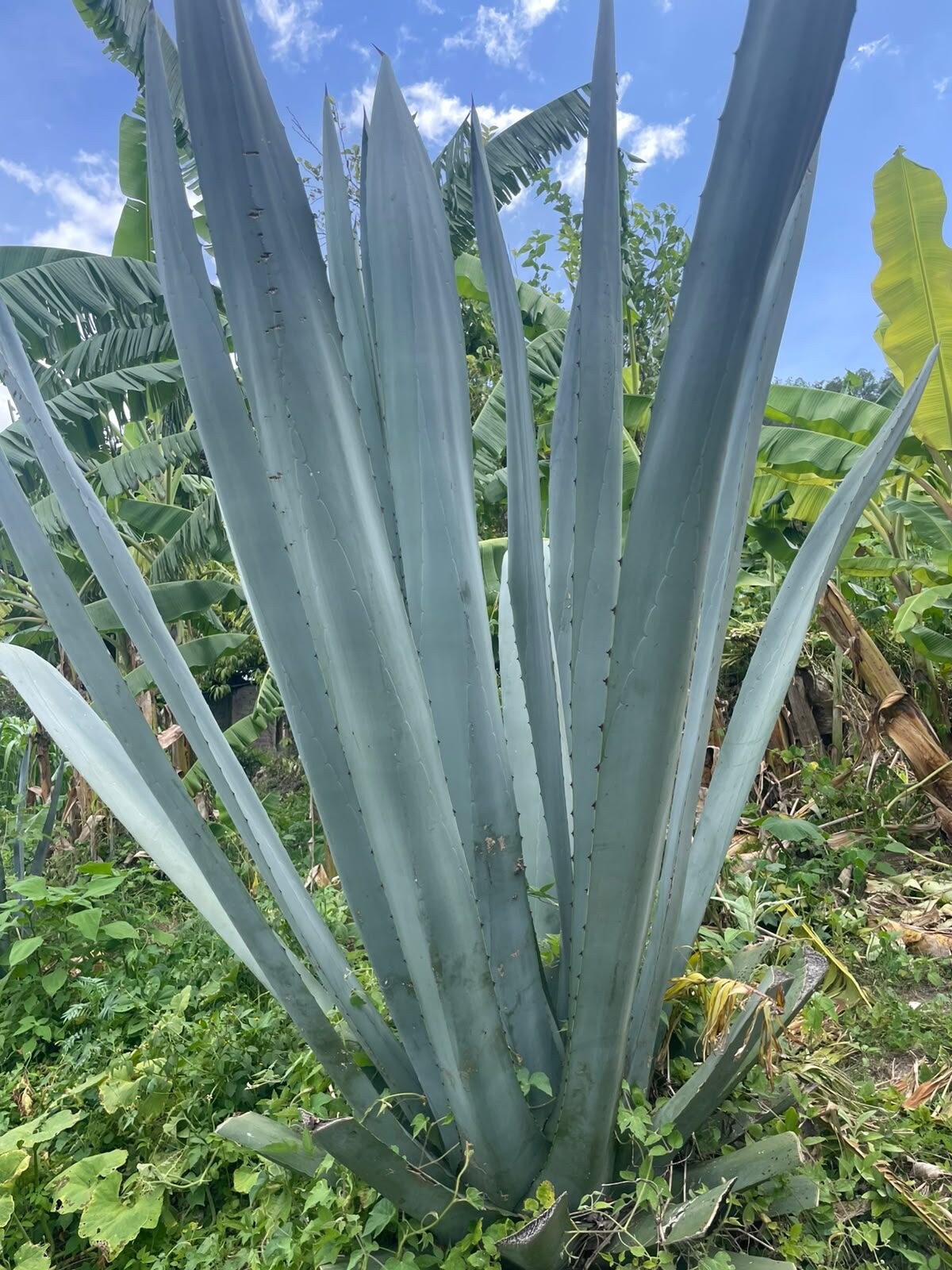 Maguey en su entorno natural