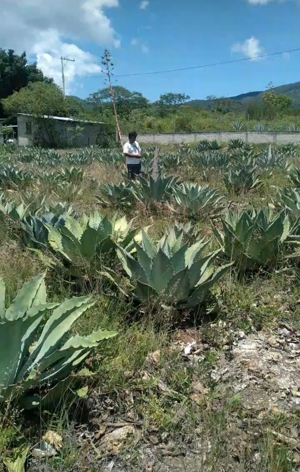 Campo de agaves en la Mixteca