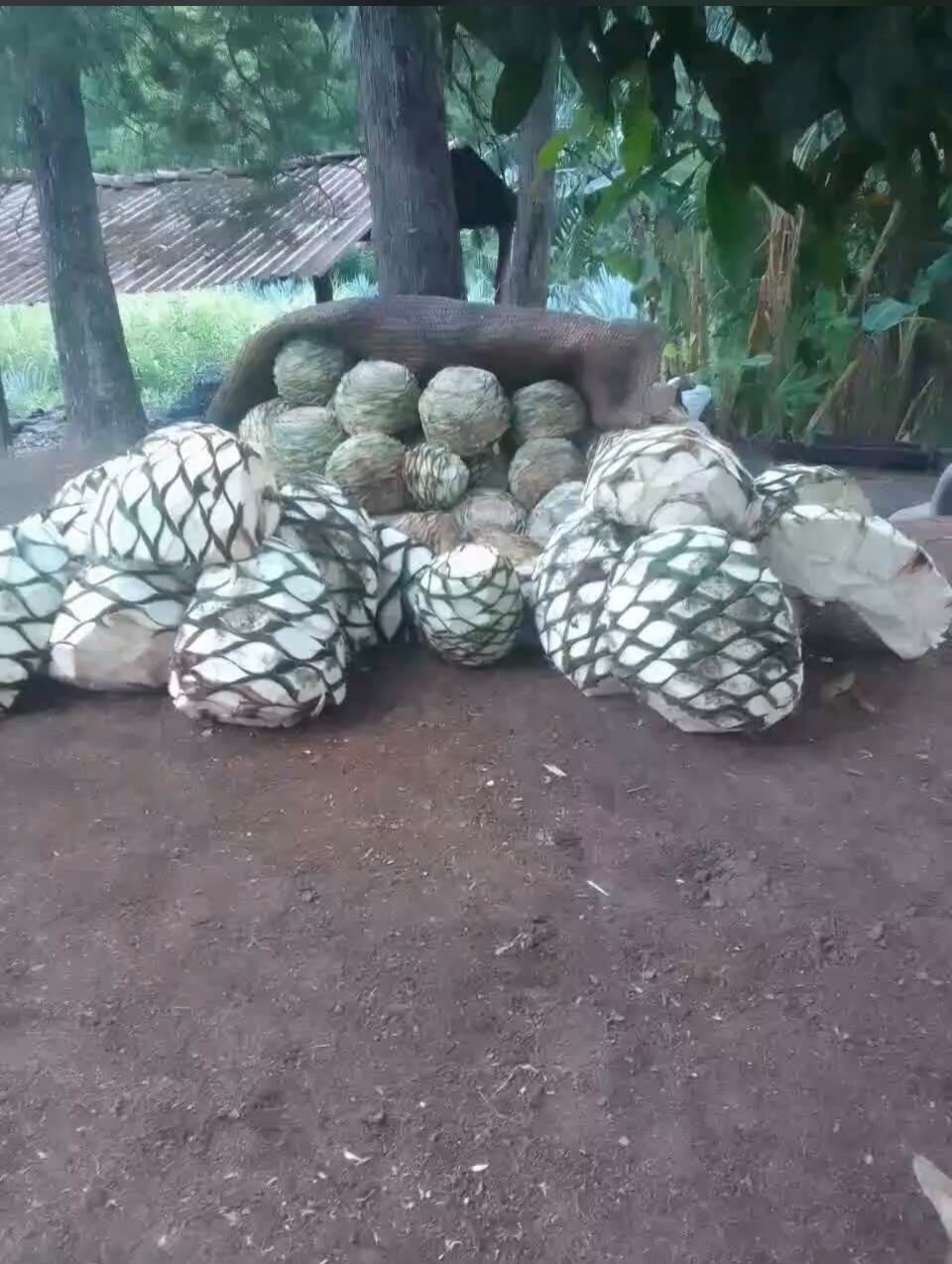 Piñas de agave cosechadas y apiladas