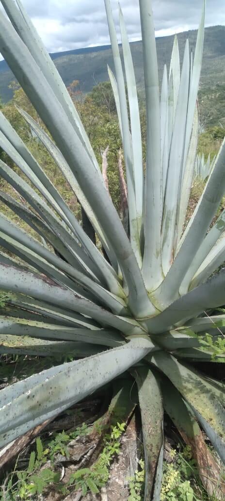 El maguey