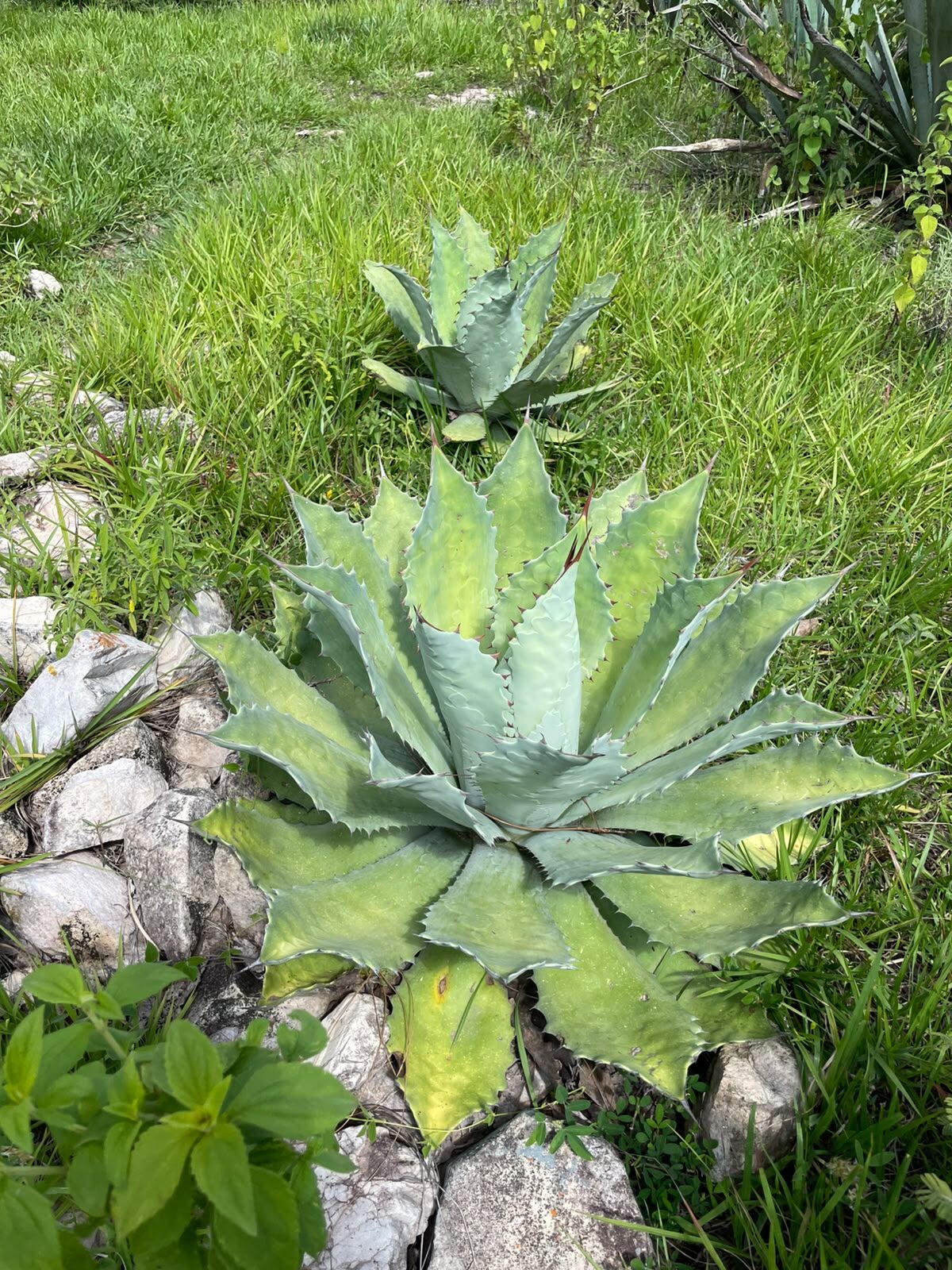 Magueyes creciendo entre piedras