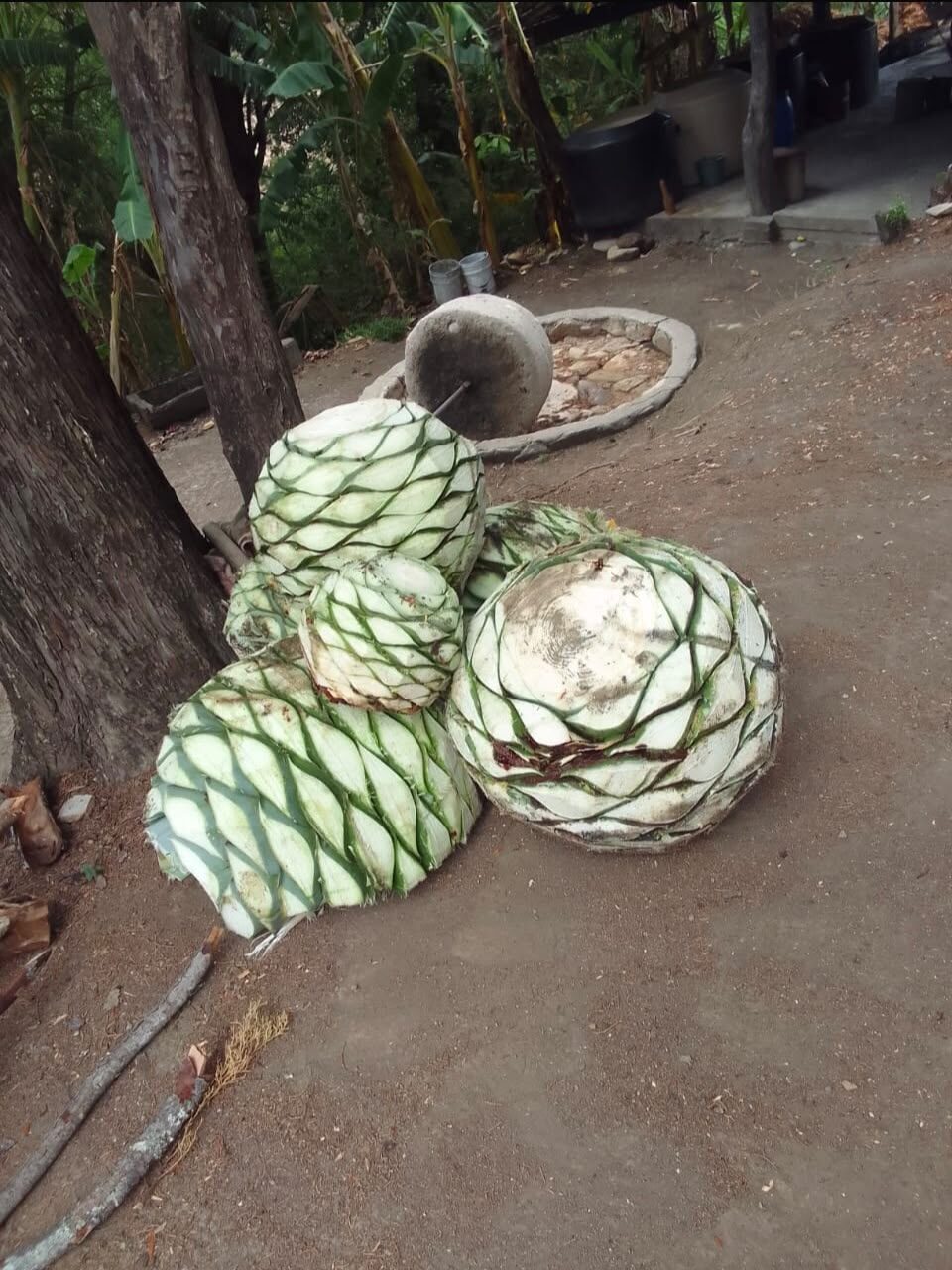 Piñas de agave junto al molino de piedra