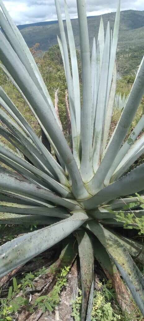 Agave azul con montañas al fondo