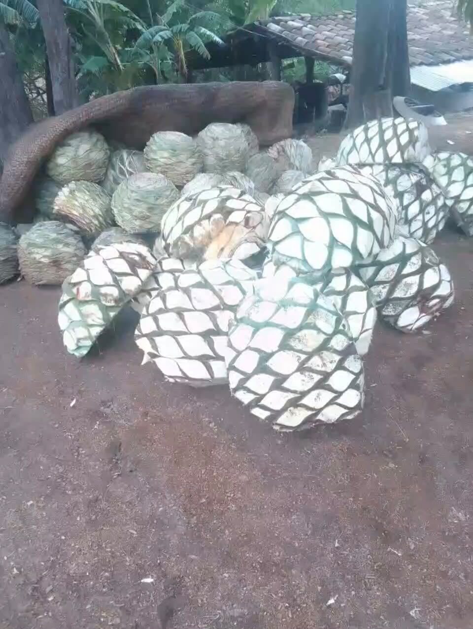 Piñas de agave recolectadas